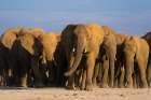 Herd of African elephants walking in the plains of Amboseli National Park-Kenya-Africa Art Print